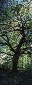 Richard Moult: Homage to Franz Schubert